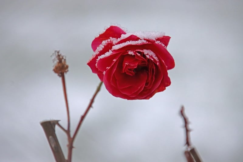 Flower Decor